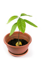 young green plant avocado in a pot, seedling, isolated white background.