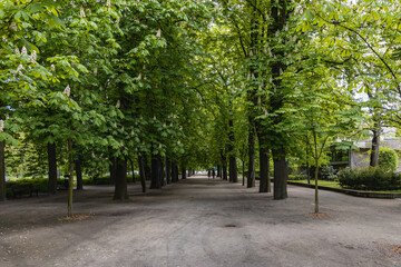 Long path in park between high old trees full of green leafs