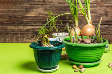 Spring planting and gardening concept