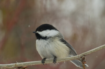 Black-capped Chickadee (poecile atricapillus) perched on a branch