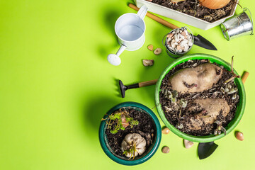 Spring planting and gardening concept