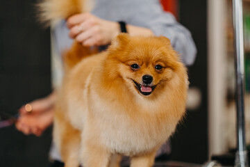 grooming dogs Spitz Pomeranian in the cabin