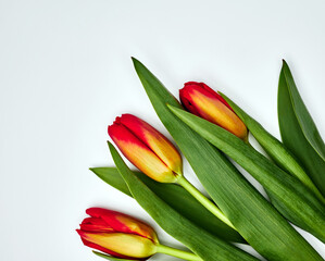 three red tulips on a light background