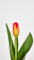 Naklejka premium one tulip on a light background front view