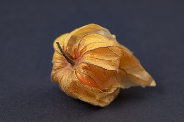 Juicy physalis fruit on the dark background