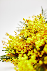 bouquet of yellow mimosas on a light background