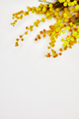 bouquet of yellow mimosas on a light background