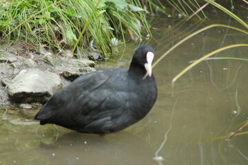 Ente am Wasser beim putzen