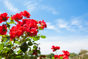 青い空と赤いバラ	