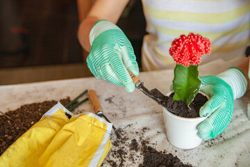 Crop gardener transplanting cactus at table at home