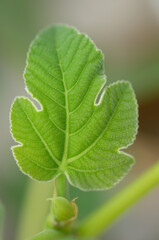 close up of a garden fig leaf