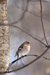 Finch on a branch