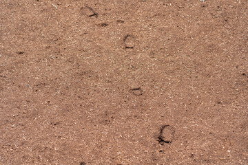 small footprints in the dirt