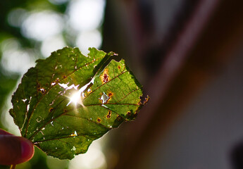 Hojas y sol