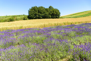 Fototapeta na wymiar Colorful landscape made of lavender and grain fields