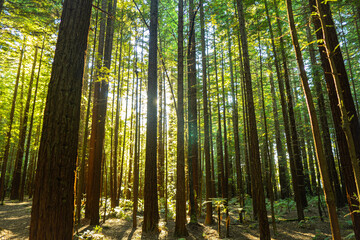 Fototapeta premium Redwood forest in spring
