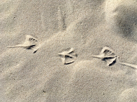 Spuren im Sand