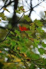 広島県民の森熊野神社、隠しきれない紅葉。