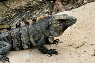 Iguana Cozumel, Mexico