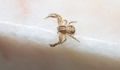 Pequeña araña cangrejo de color marrón y blanco  de la familia Thomisidae.