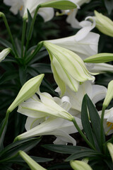 Obraz premium Easter lilies