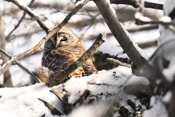 Barred Owl perched on a tree, after catching a grey squirrel, in the winter
