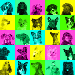 Collage of dog portraits bright facial expression