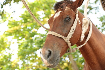 Fototapeta premium portrait of a horse