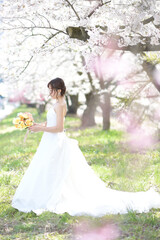 Fototapeta na wymiar 満開の桜　桜の背景　ウエディング　日本人の花嫁のポートレート　新婦　結婚式前撮り写真