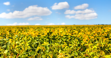 field with mature yellow soybean against blue sky with white clouds. Growing foods for vegetarians. Growing foods for vegetarians.