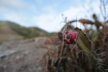 flower in the mountains