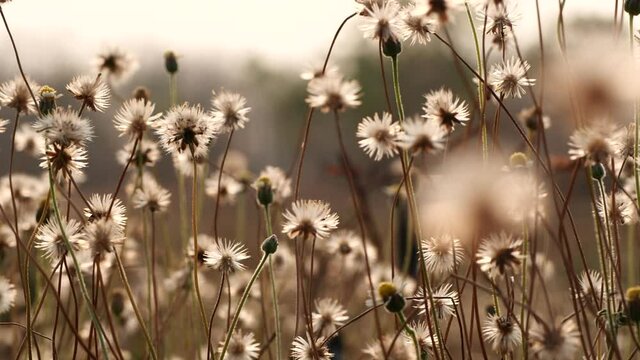 
Close up grass flower waving against wind in beautiful sunset or sunrise, slow motion. Vintage autumn landscape natural background. Concept of nature, flowers, spring, autumn, landscape.