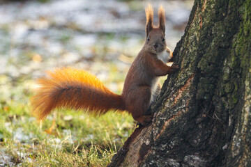 A squirrel in a tree looking into the lens