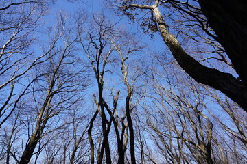 三峰山　登山道
