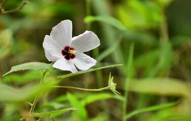 white flower plant that asks for help