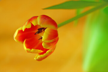 Naklejka premium Close-up view of a yellow and orange tulip flower head