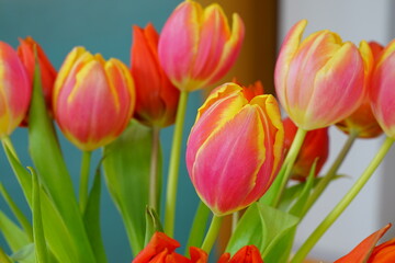 Close-up view of a yellow and orange tulip flower head