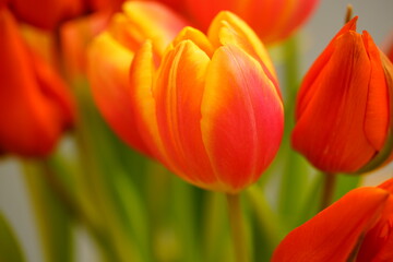 Close-up view of a yellow and orange tulip flower head