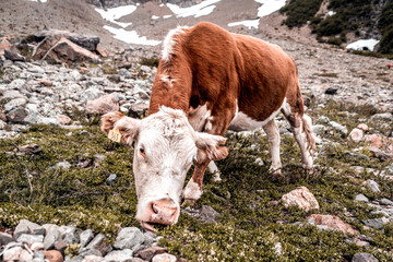 Vacas en la montaña