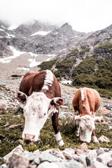 Vacas en la montaña