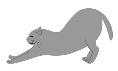 Gray cat having a big stretch. Vector illustration isolated on white background.
