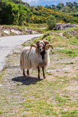 Corsica, France