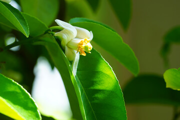 Close-up view of a fragrant white and yellow flower of a lemon tree