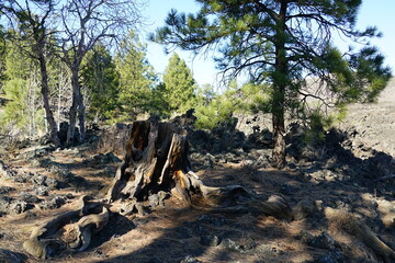 Stump in forest amungs lava
