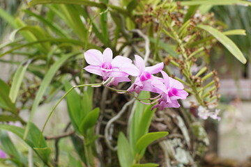 pink orchid flower