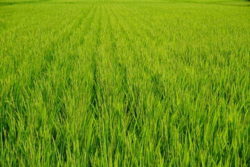 夏の田んぼ/Summer paddy field in Miyagi, Japan.