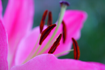 Pink Asiatic lily flower bloom with pollen covered anthers