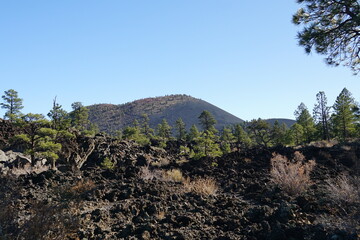landscape with a tree