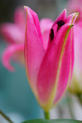 Fototapeta na wymiar Pink Asiatic lily flower bloom with pollen covered anthers