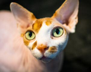 close up of a sphynx cat